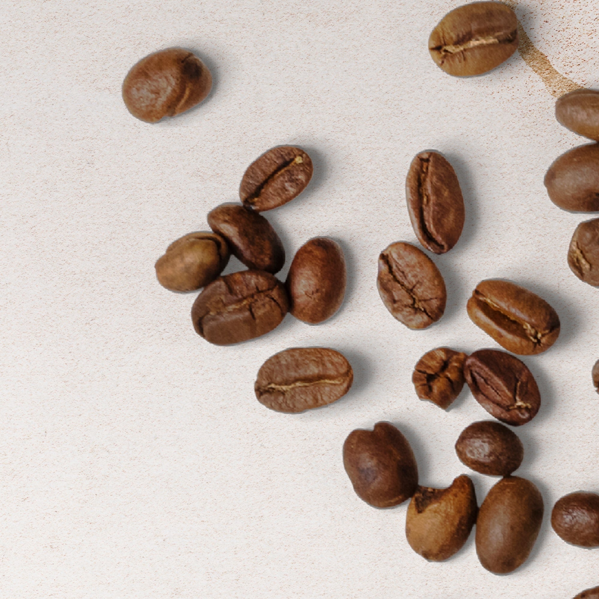 Ethical Bean Organic Coffee, Whole Bean 12 oz