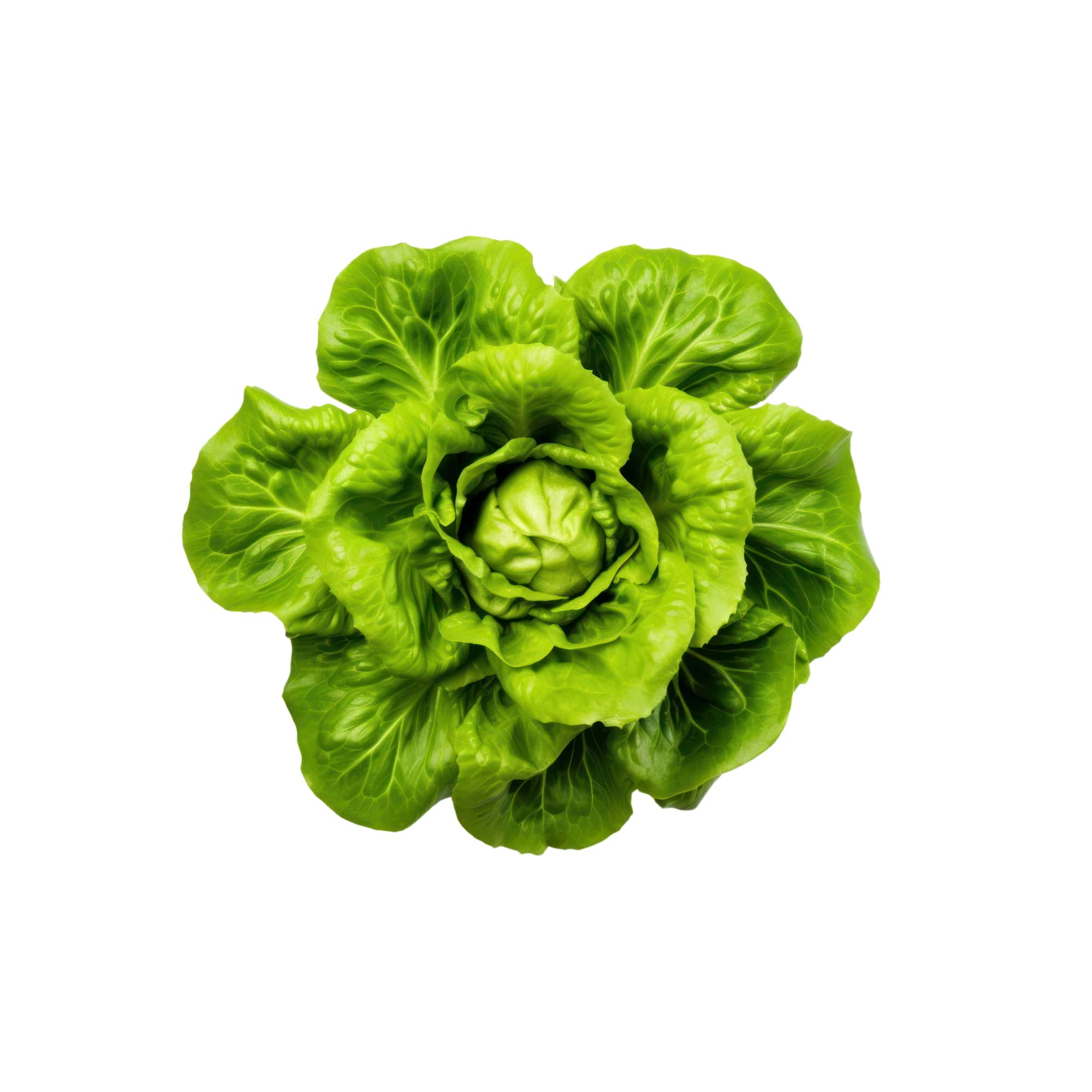 Fresh Garden Brussels Sprouts, 1 lb