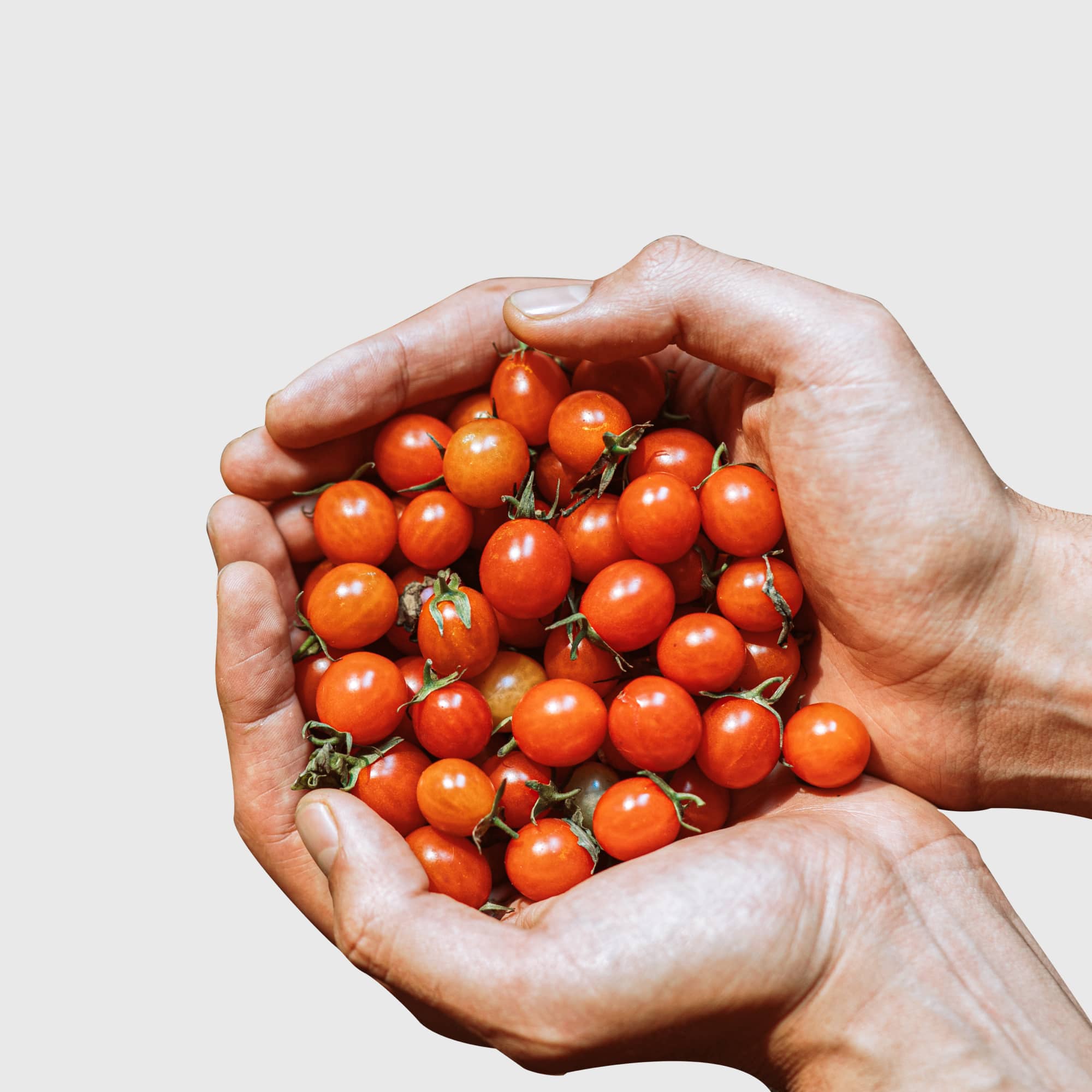 Freshly Picked Garden Cherry Tomatoes, 1 pack