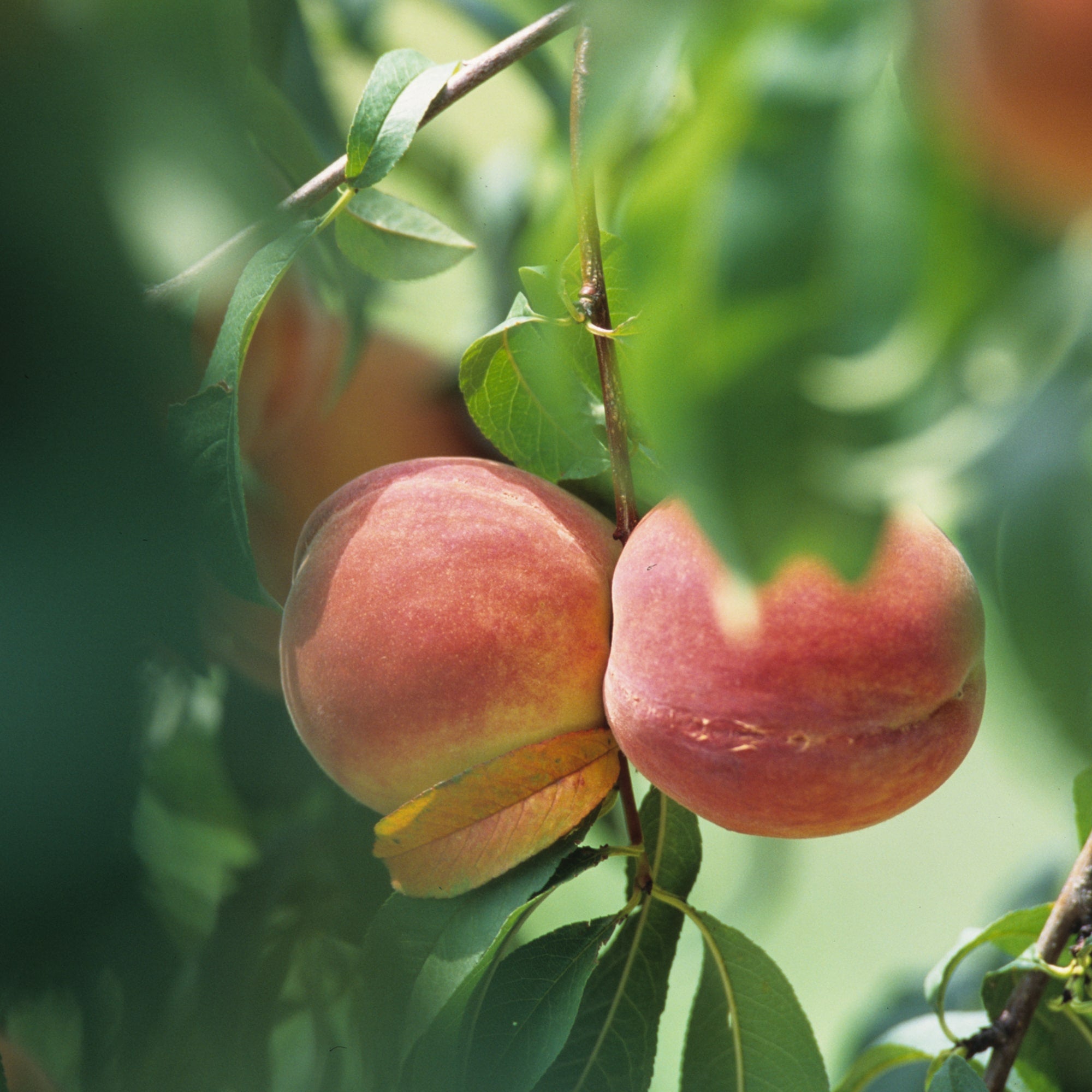 Tender Garden Peaches