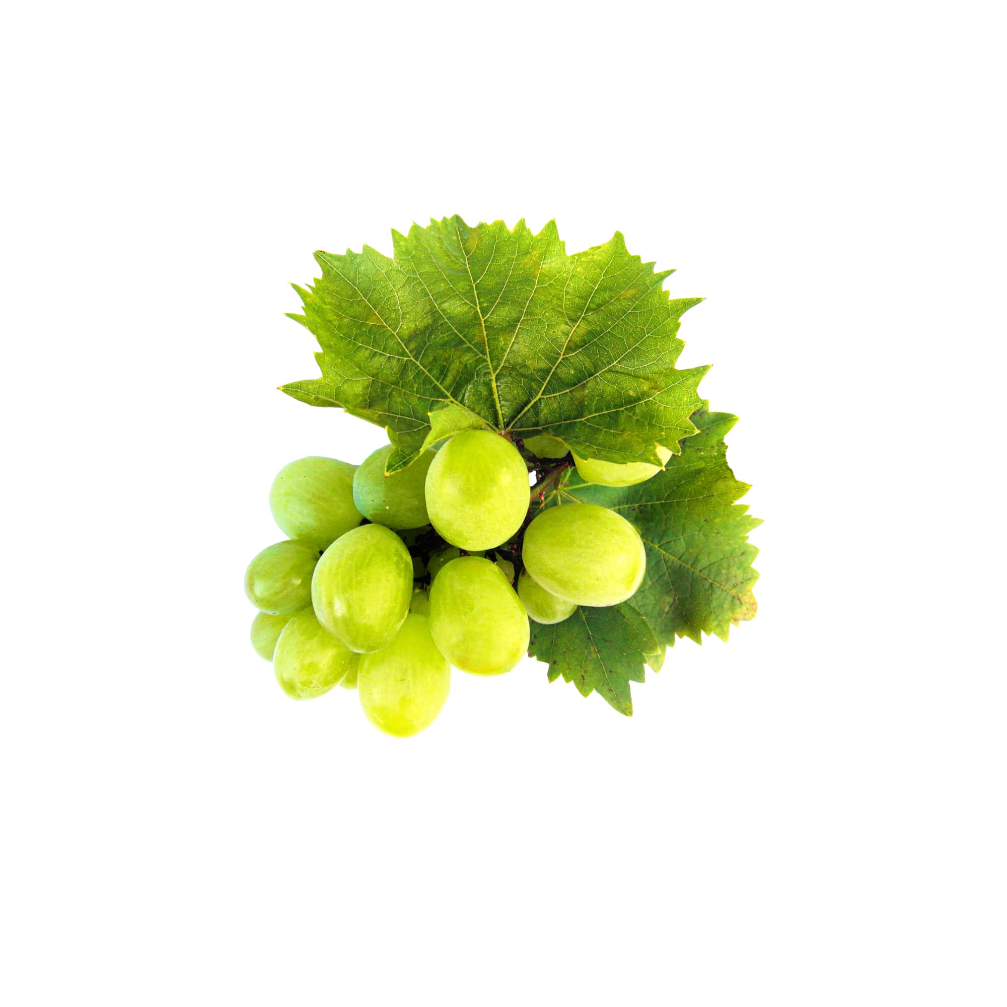Tender Vineyard Green Grapes, 1 lb