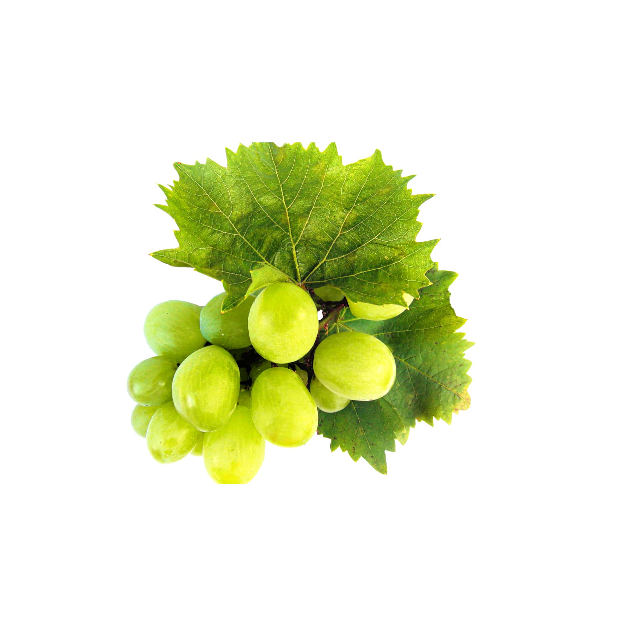 Tender Vineyard Purple Grapes, 1 lb