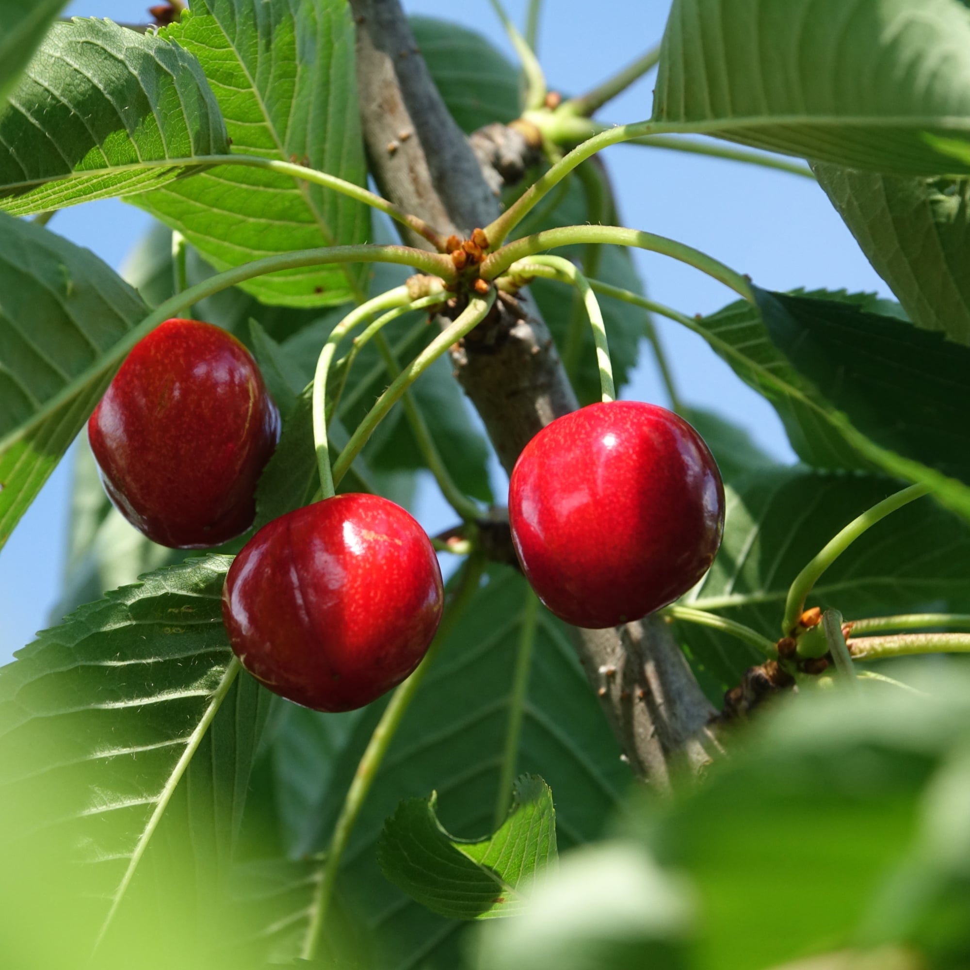 Sweet Ripe Cherry Bunches