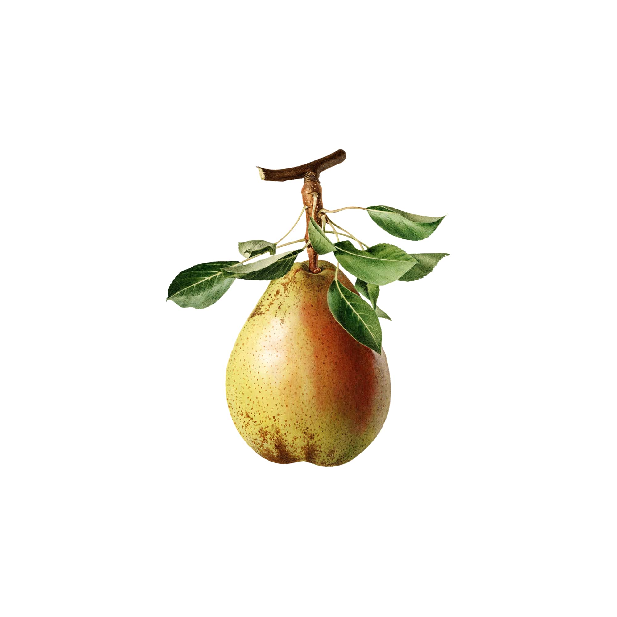 Organic Sweet Pears, 1 lb