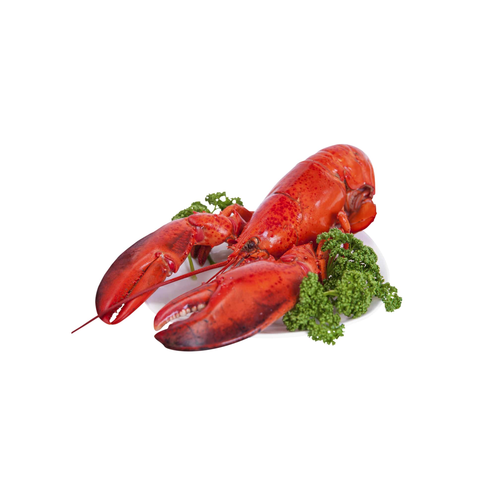 Whole Cooked Lobster with Garnish, 3 lb