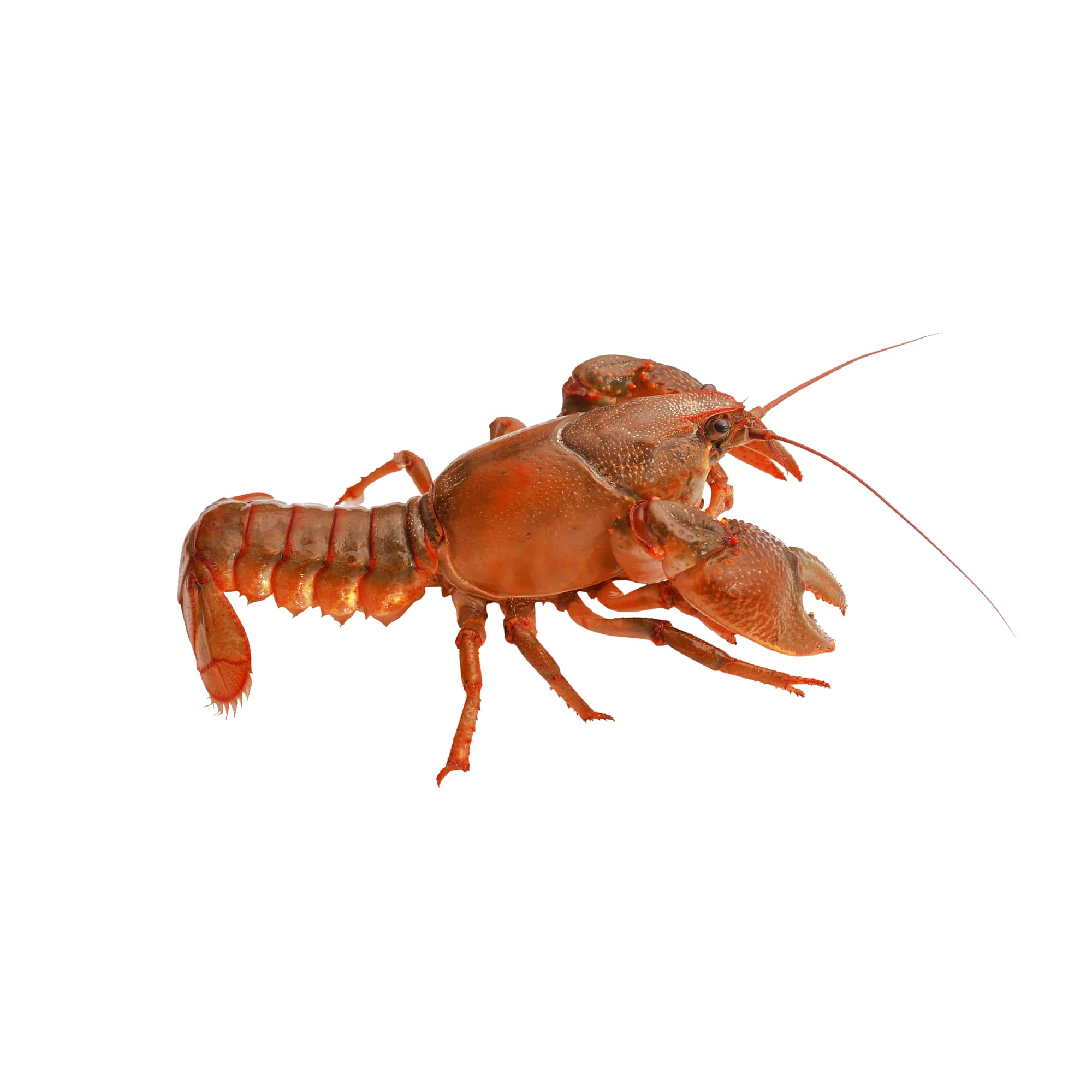 Whole Cooked Lobster with Garnish, 3 lb